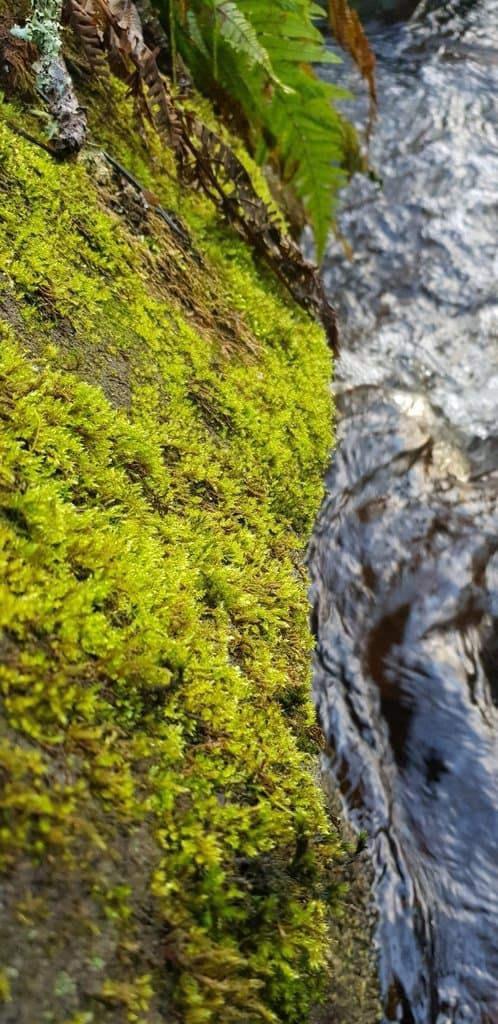 Sciuro-hypnum plumosum (Hedw.) Ignatov & Huttunen