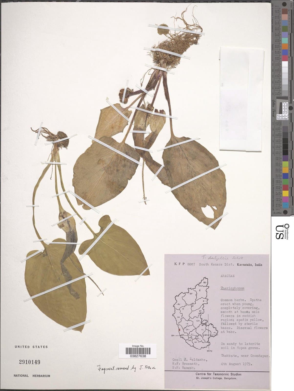 Theriophonum dalzellii Schott