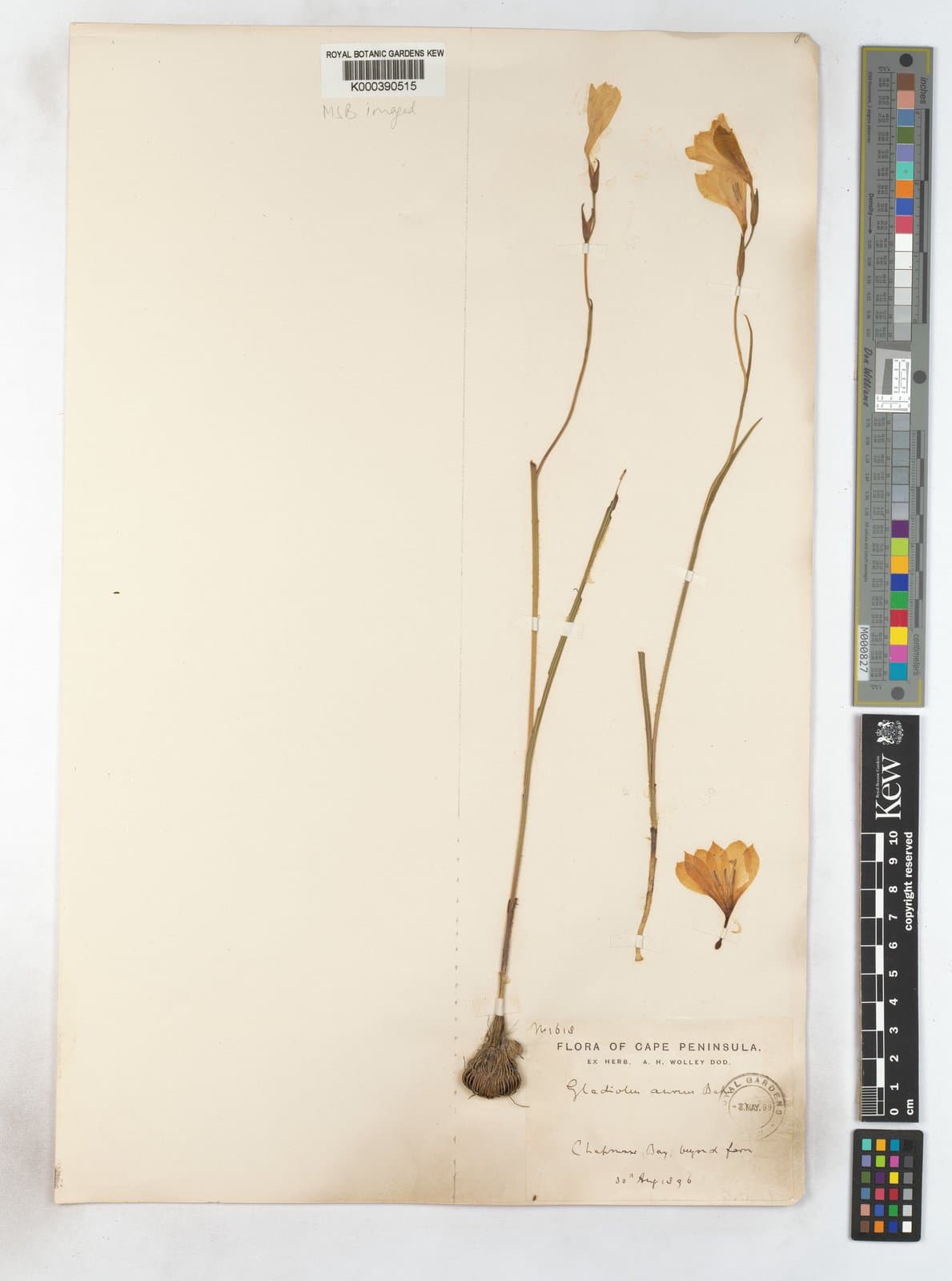 Gladiolus aureus Baker