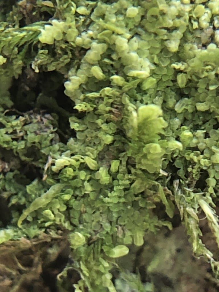 Lejeunea lamacerina (Steph.) Schiffn.