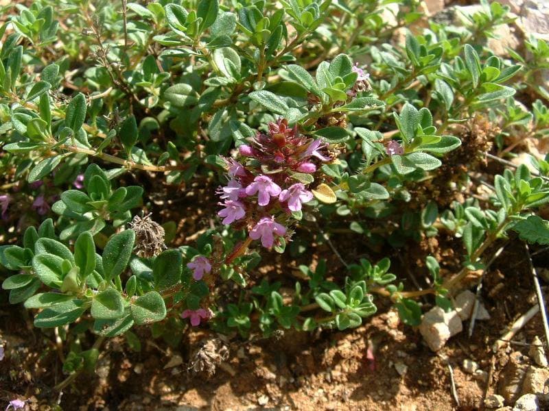 Thymus serpyllum L.