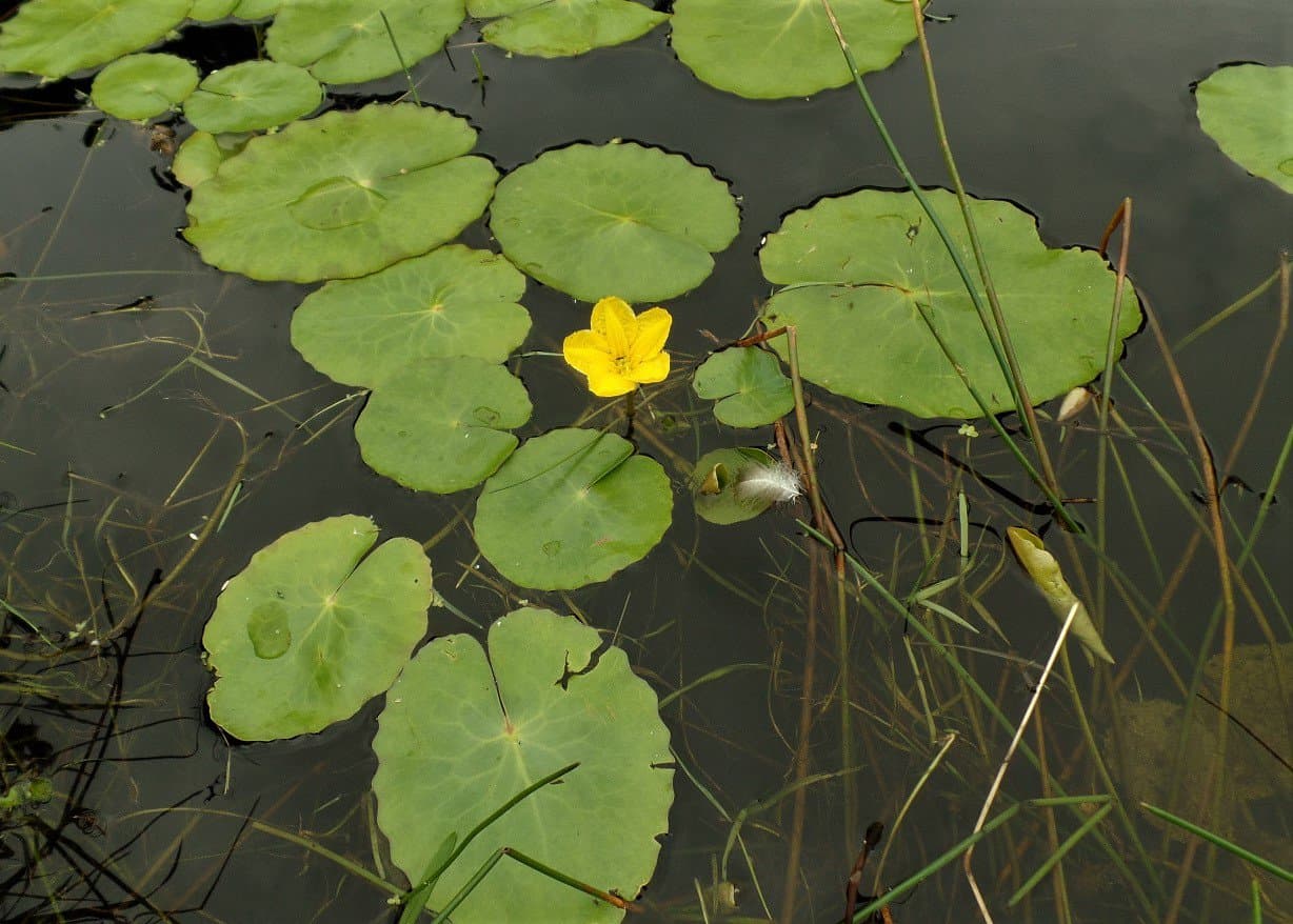 Nymphoides peltata (S.G.Gmel.) Kuntze