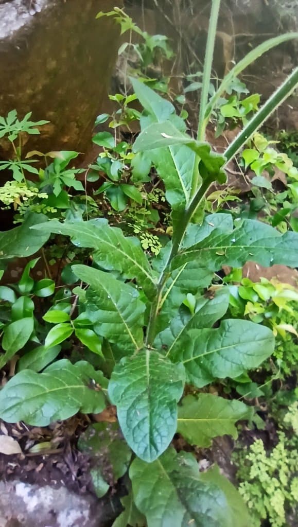 Nicotiana alata Link & Otto