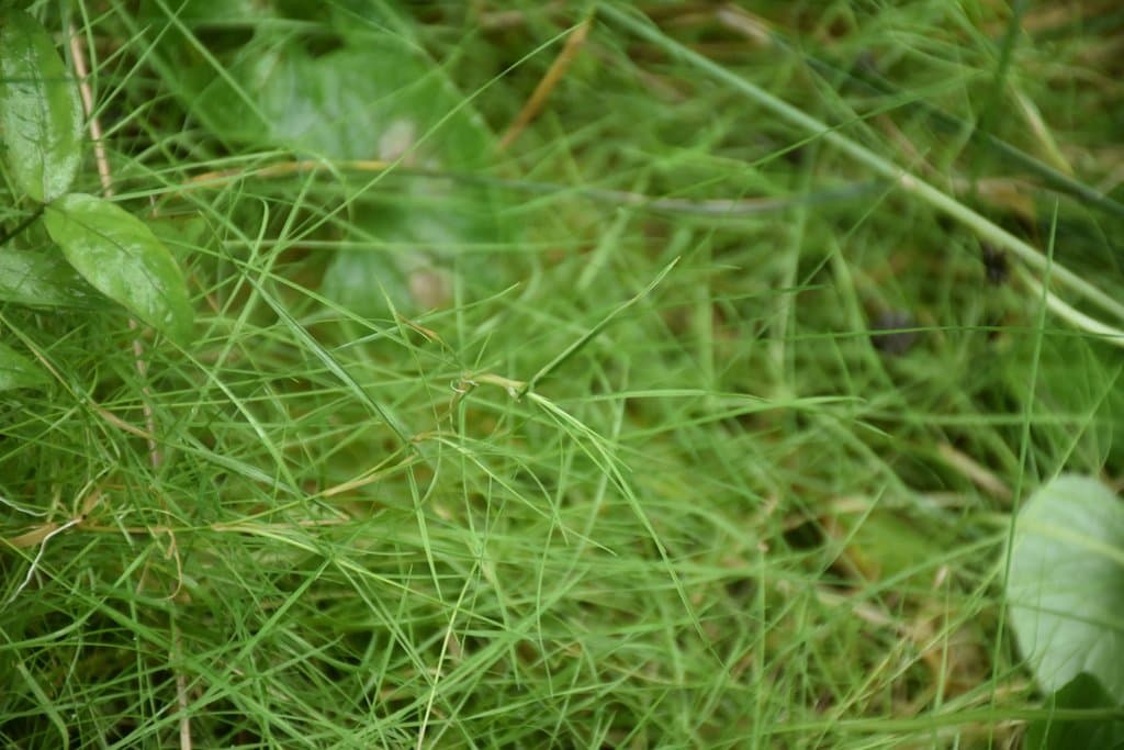 Agrostis canina L.