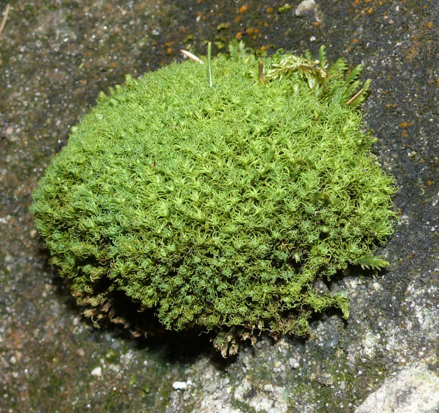 Tortella tortuosa (Schrad. ex Hedw.) Limpr.