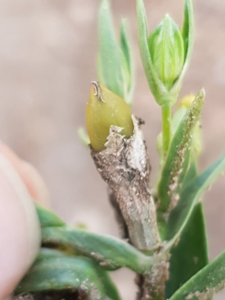 Silene muscipula L.
