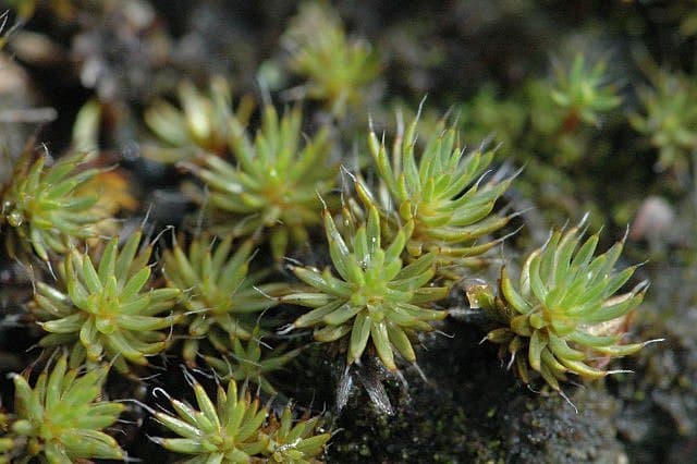 Polytrichum piliferum Hedw.