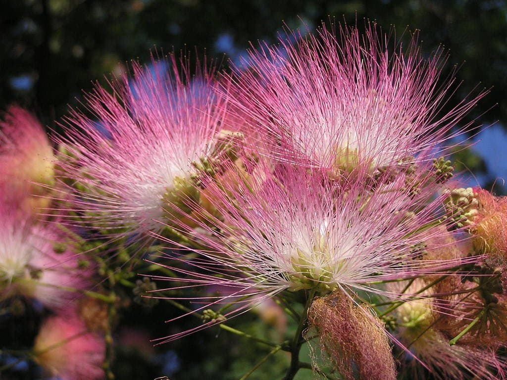 Albizia julibrissin Durazz.