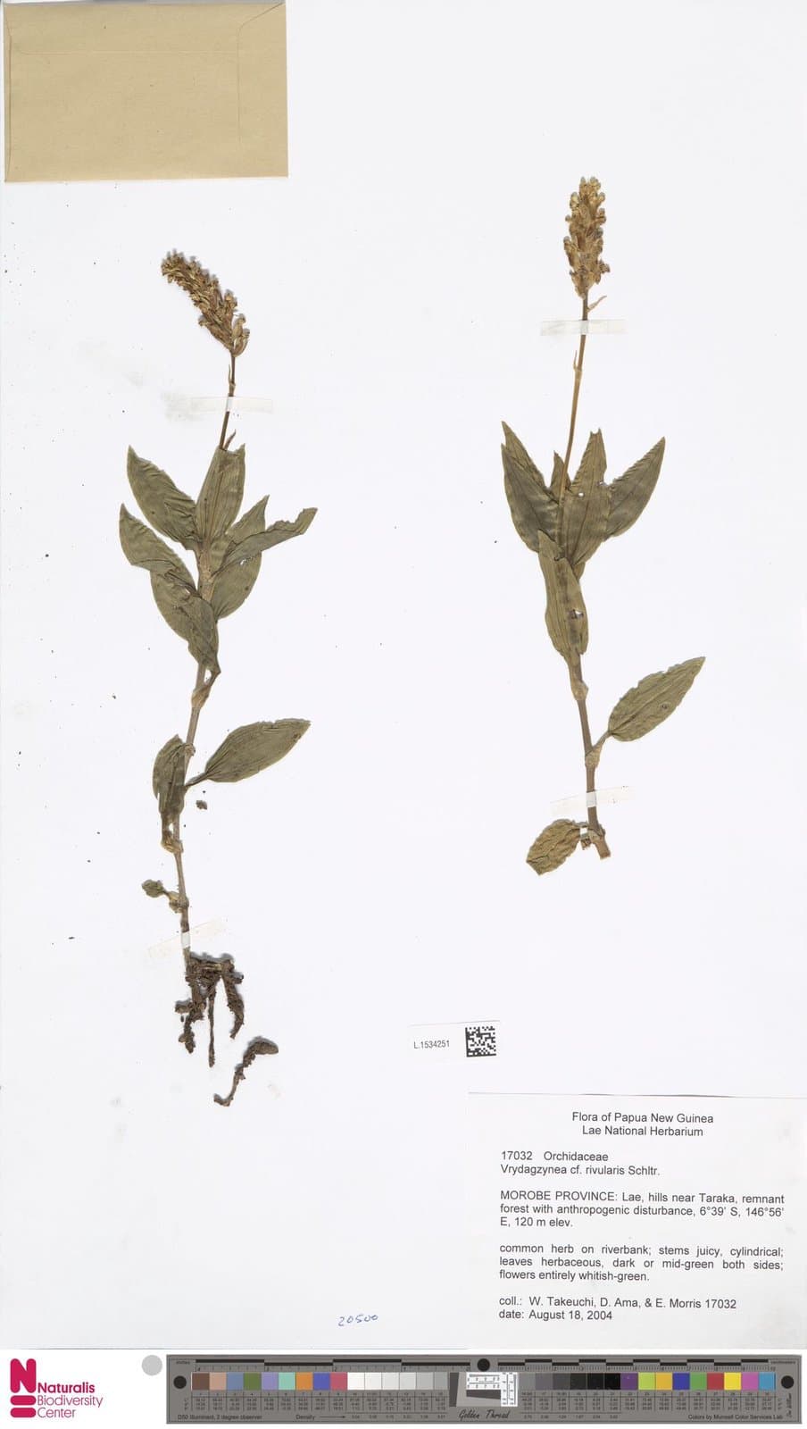 Vrydagzynea paludosa J.J.Sm.