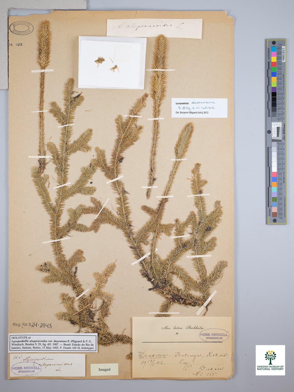 Lycopodiella duseniana (B.Øllg. & P.G.Windisch) B.Øllg.