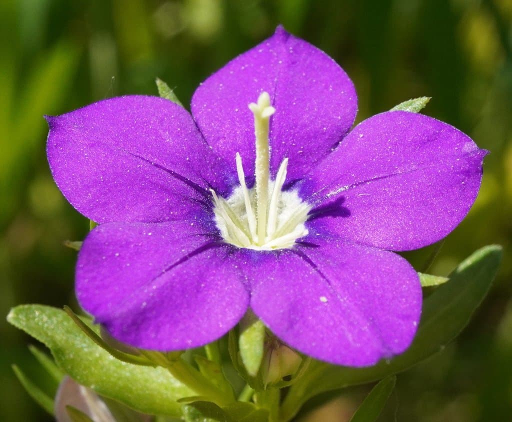 Legousia speculum-veneris (L.) Chaix