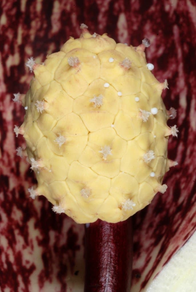 Symplocarpus foetidus (L.) Salisb. ex W.P.C.Barton