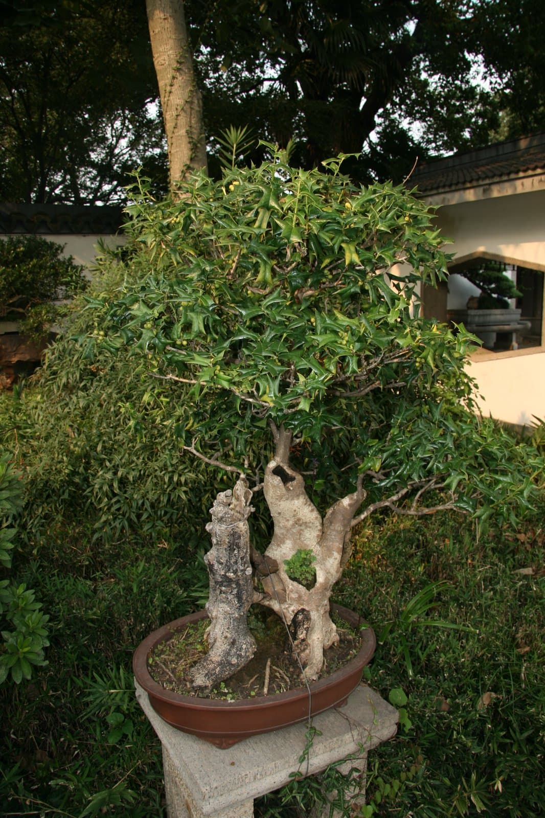 Ilex cornuta Lindl. & Paxton