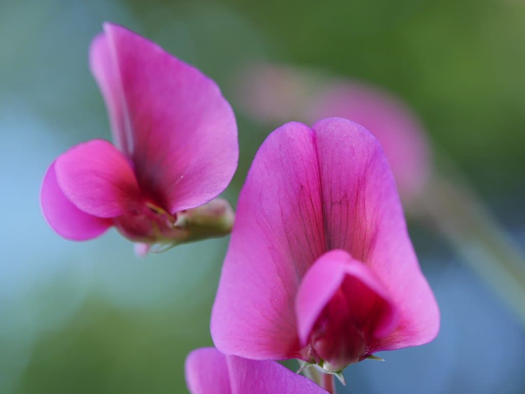 Lathyrus tingitanus L.