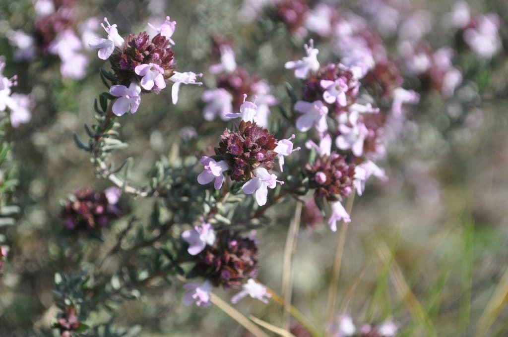 Thymus vulgaris L.