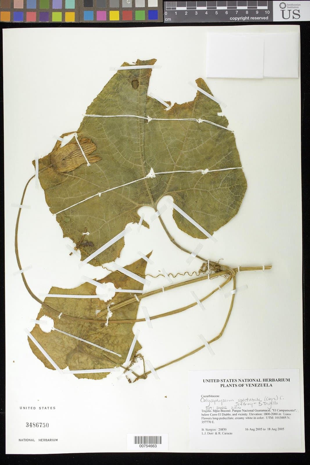 Calycophysum spectabile (Cogn.) C.Jeffrey & Trujillo