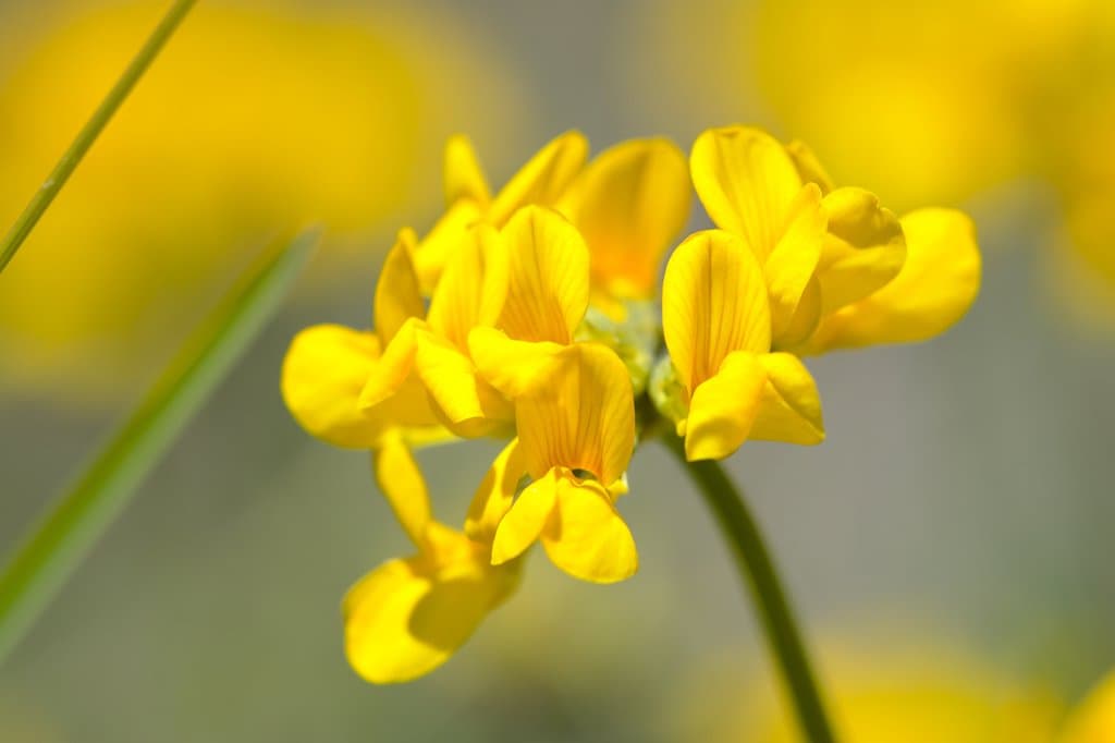 Hippocrepis comosa L.