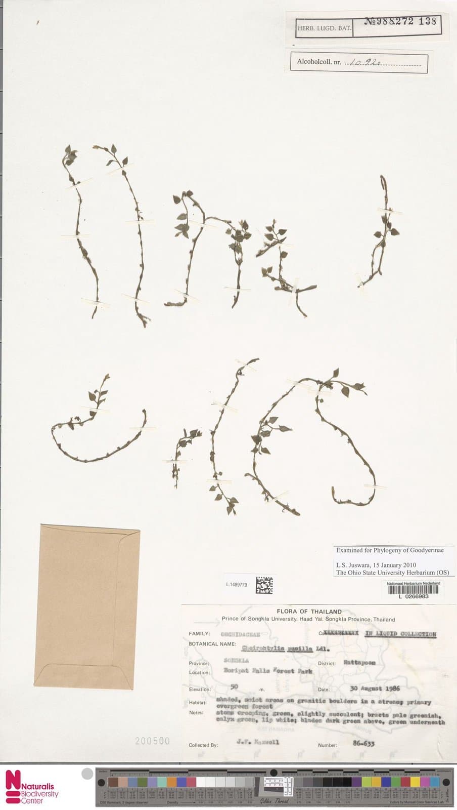 Cheirostylis pusilla Lindl.