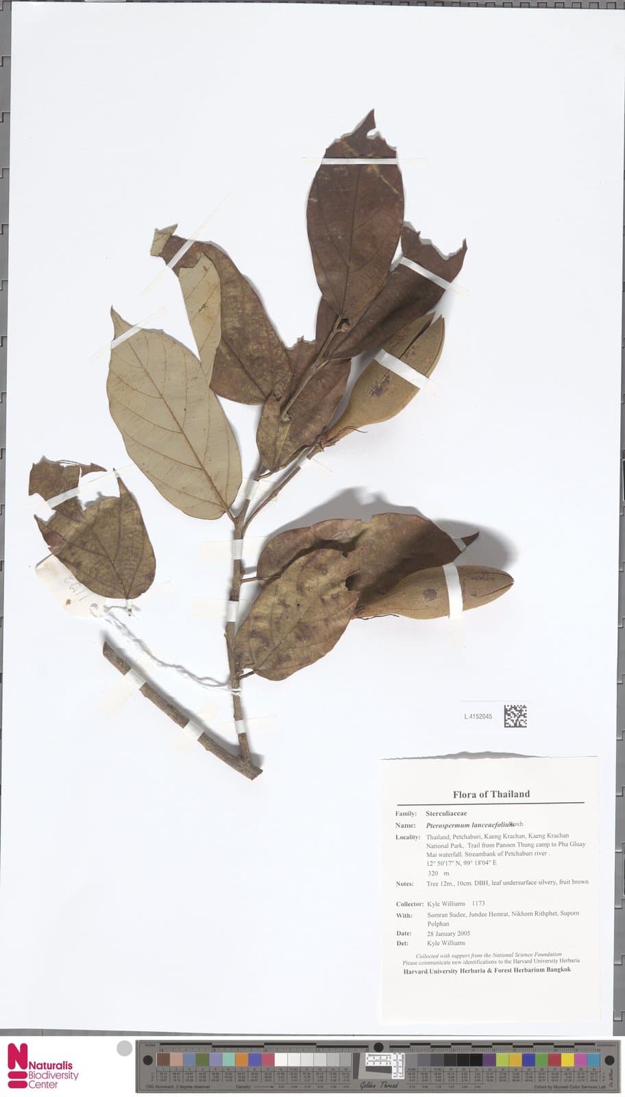 Pterospermum lanceolatum Lign. & Le Bey