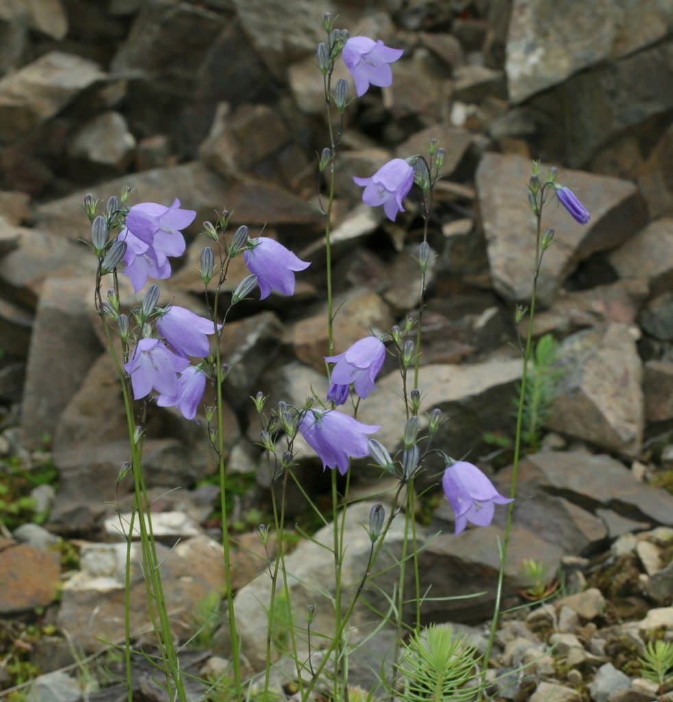 Campanula rotundifolia L.