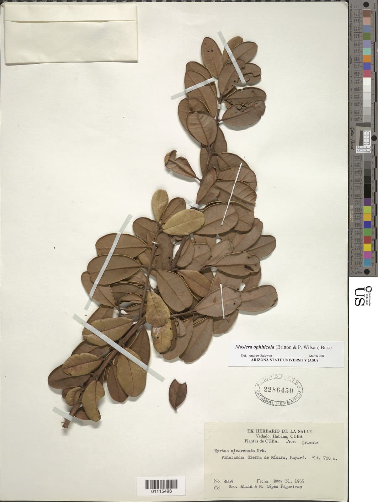 Mosiera nummularioides (Britton & P.Wilson) Bisse