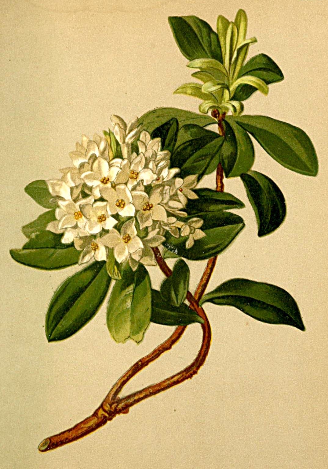 Daphne blagayana Freyer