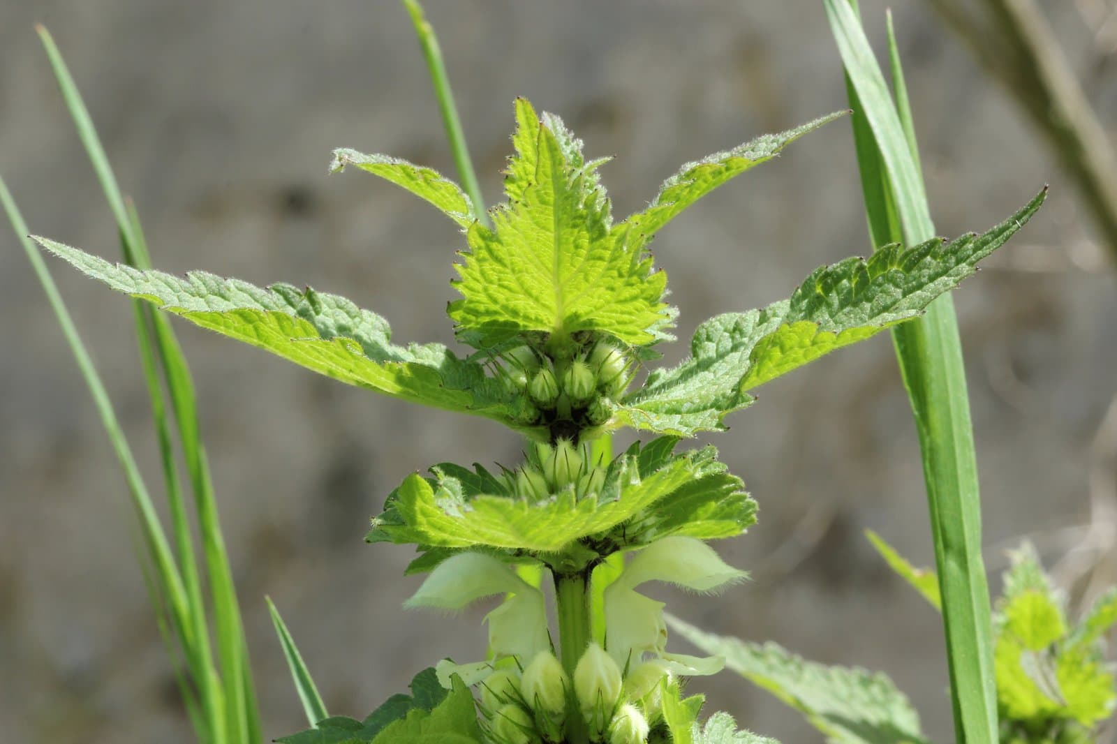 Lamium album L.