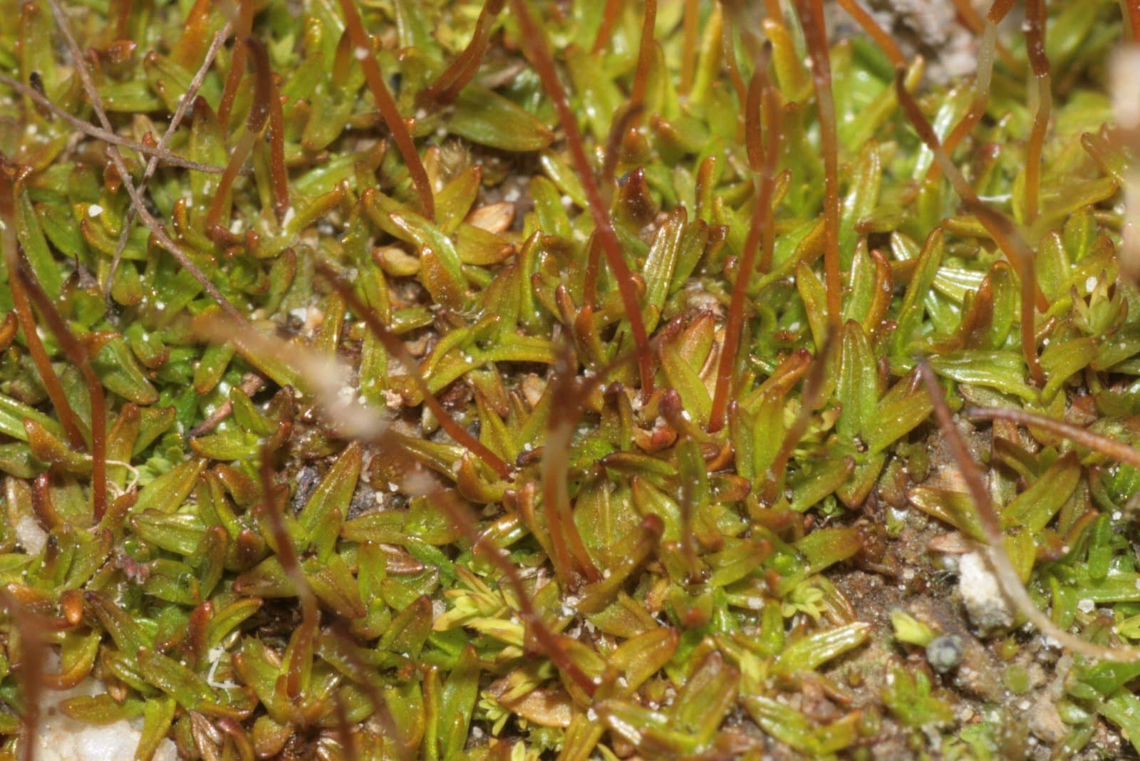 Aloina ambigua (Bruch & Schimp.) Limpr.