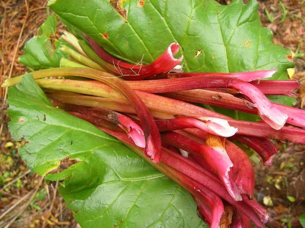 Rheum rhaponticum L.
