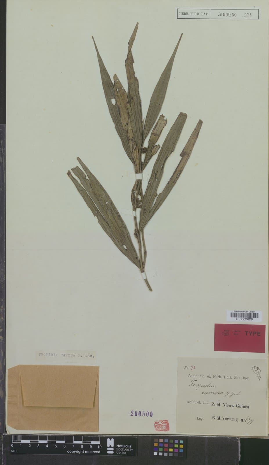 Tropidia ramosa J.J.Sm.