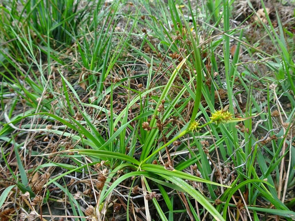 Carex demissa Hornem.