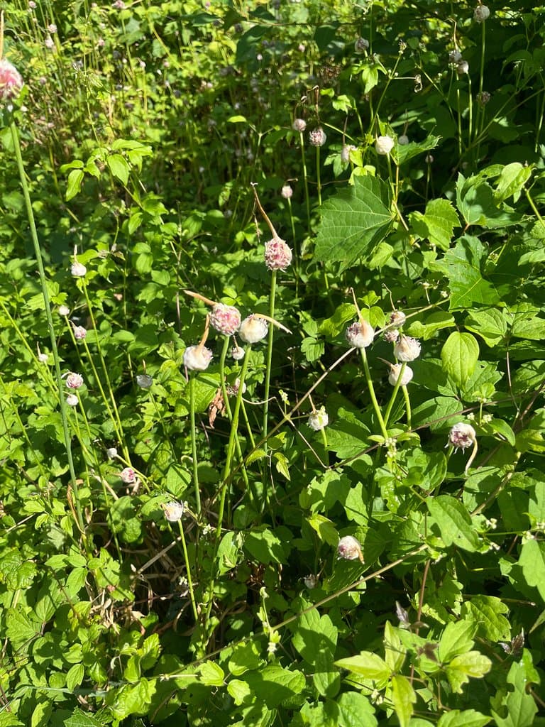 Allium sativum L.