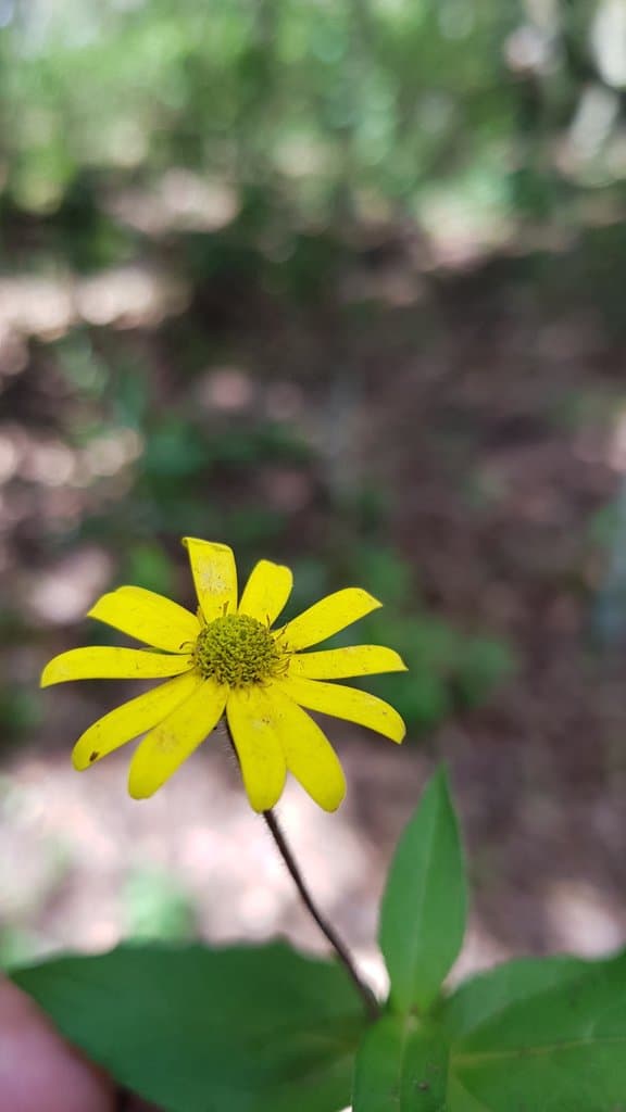 Melampodium montanum Benth.