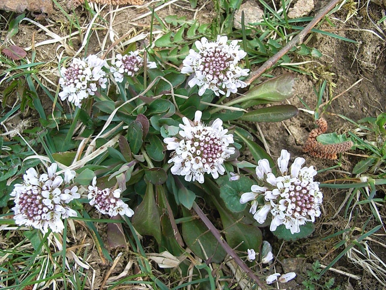Noccaea caerulescens (J.Presl & C.Presl) F.K.Mey.