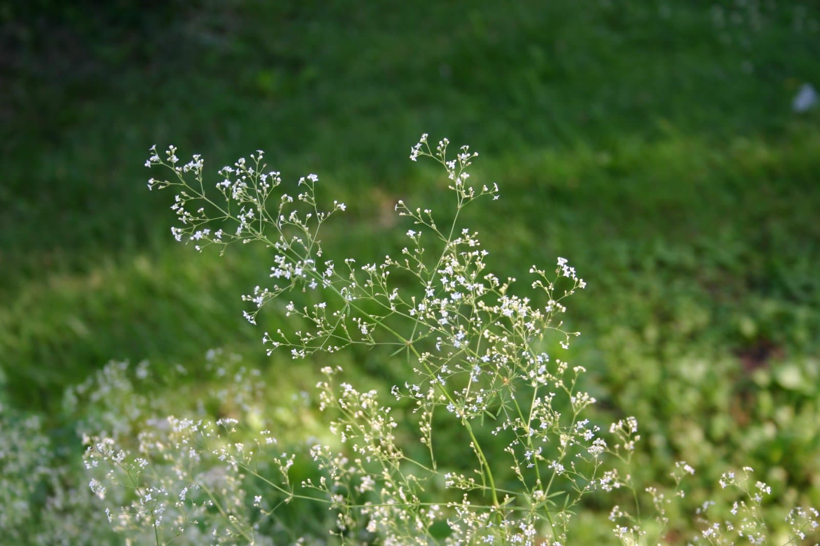 Galium aristatum L.