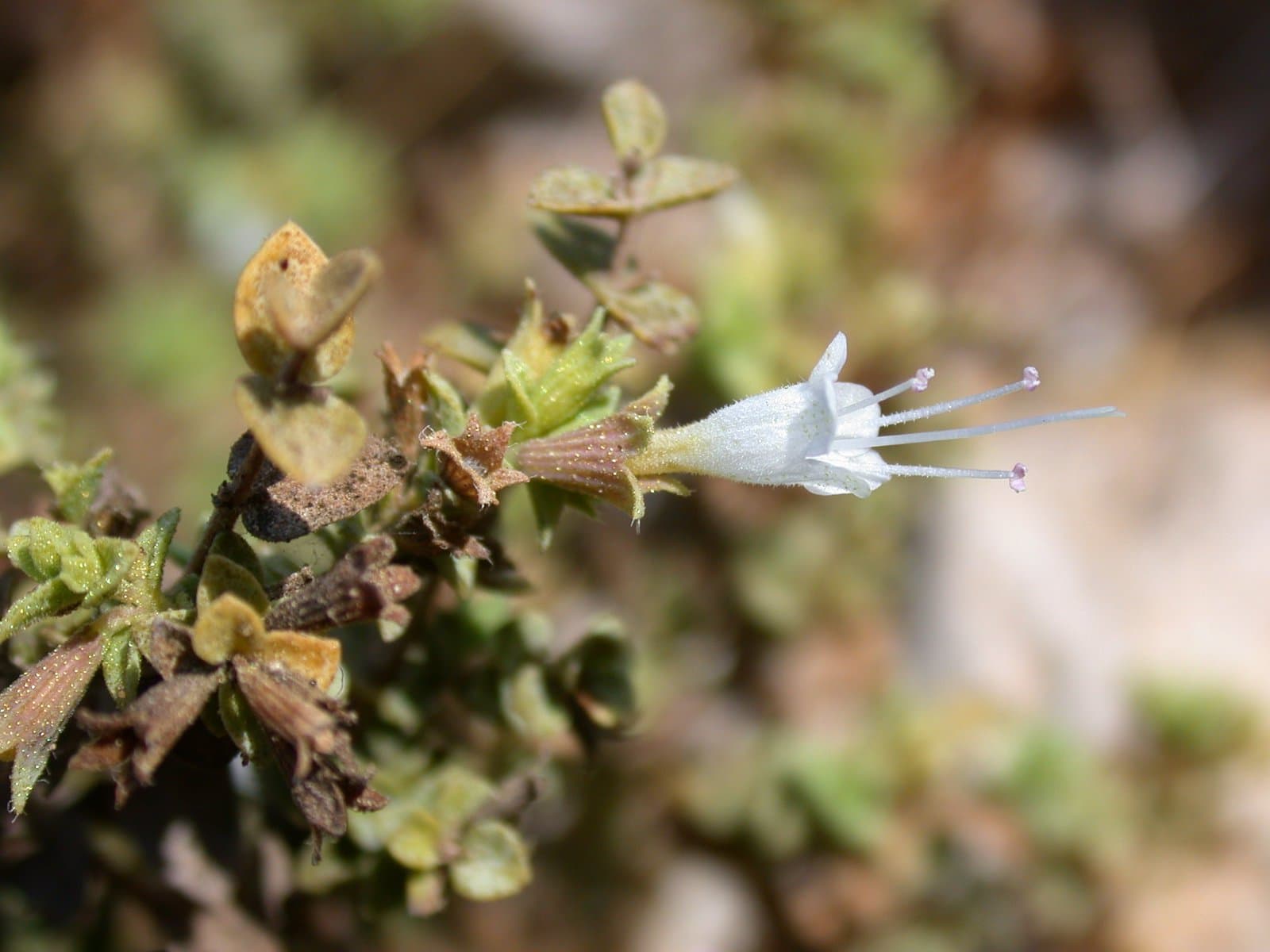 Origanum dayi Post