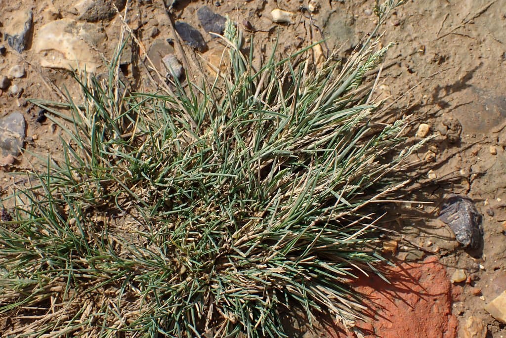Puccinellia rupestris (With.) Fernald & Weath.
