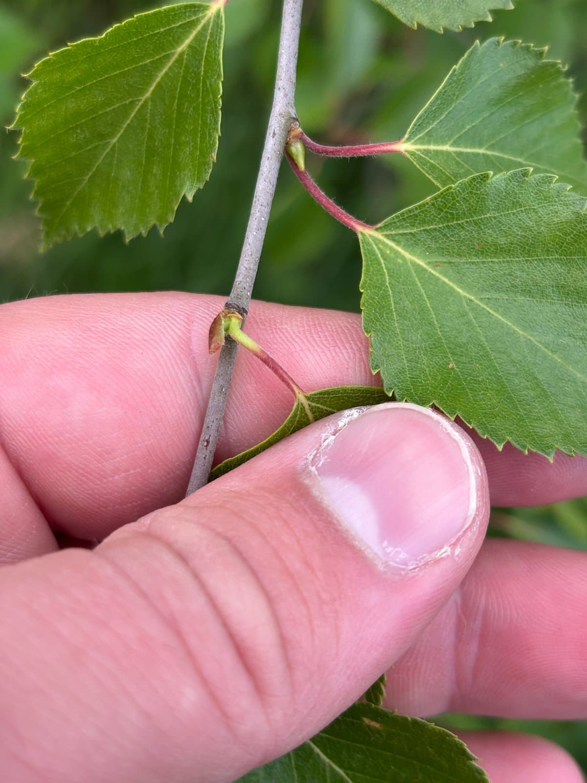 Betula ×aurata Borkh.