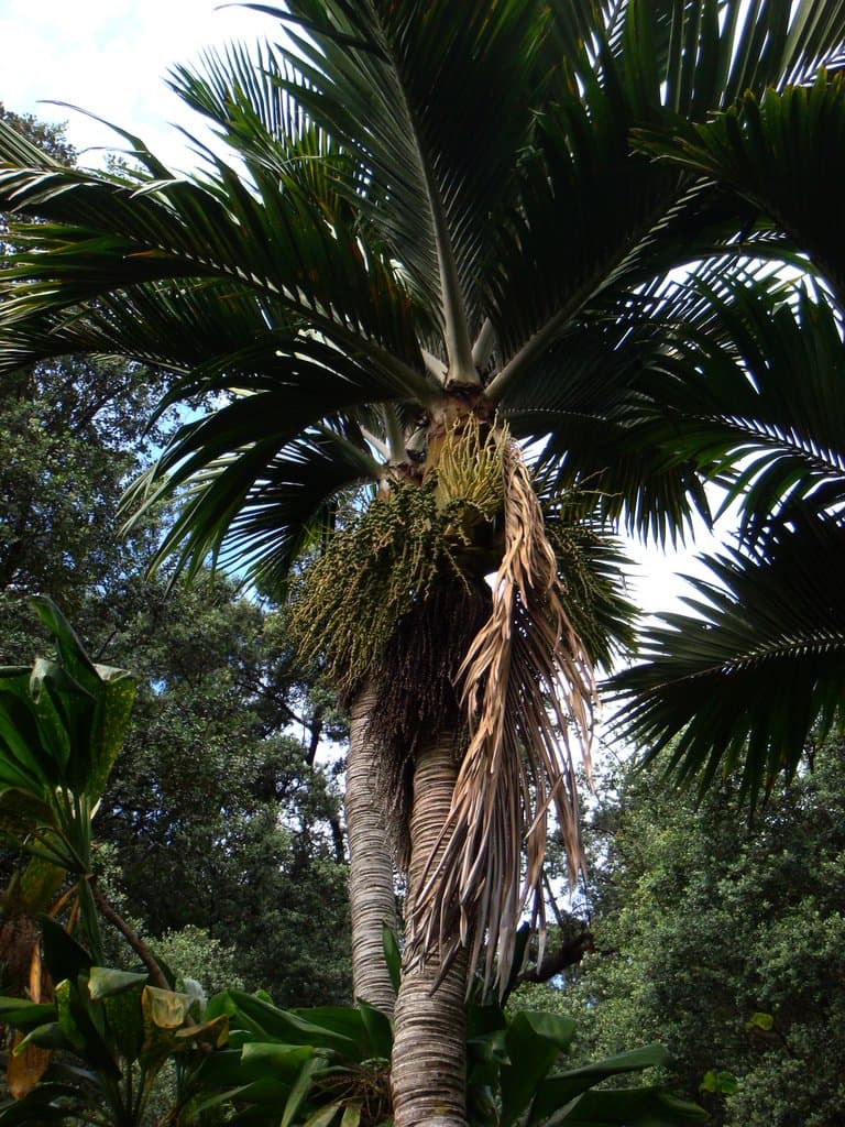 Rhopalostylis baueri (Hook.f.) H.Wendl. & Drude