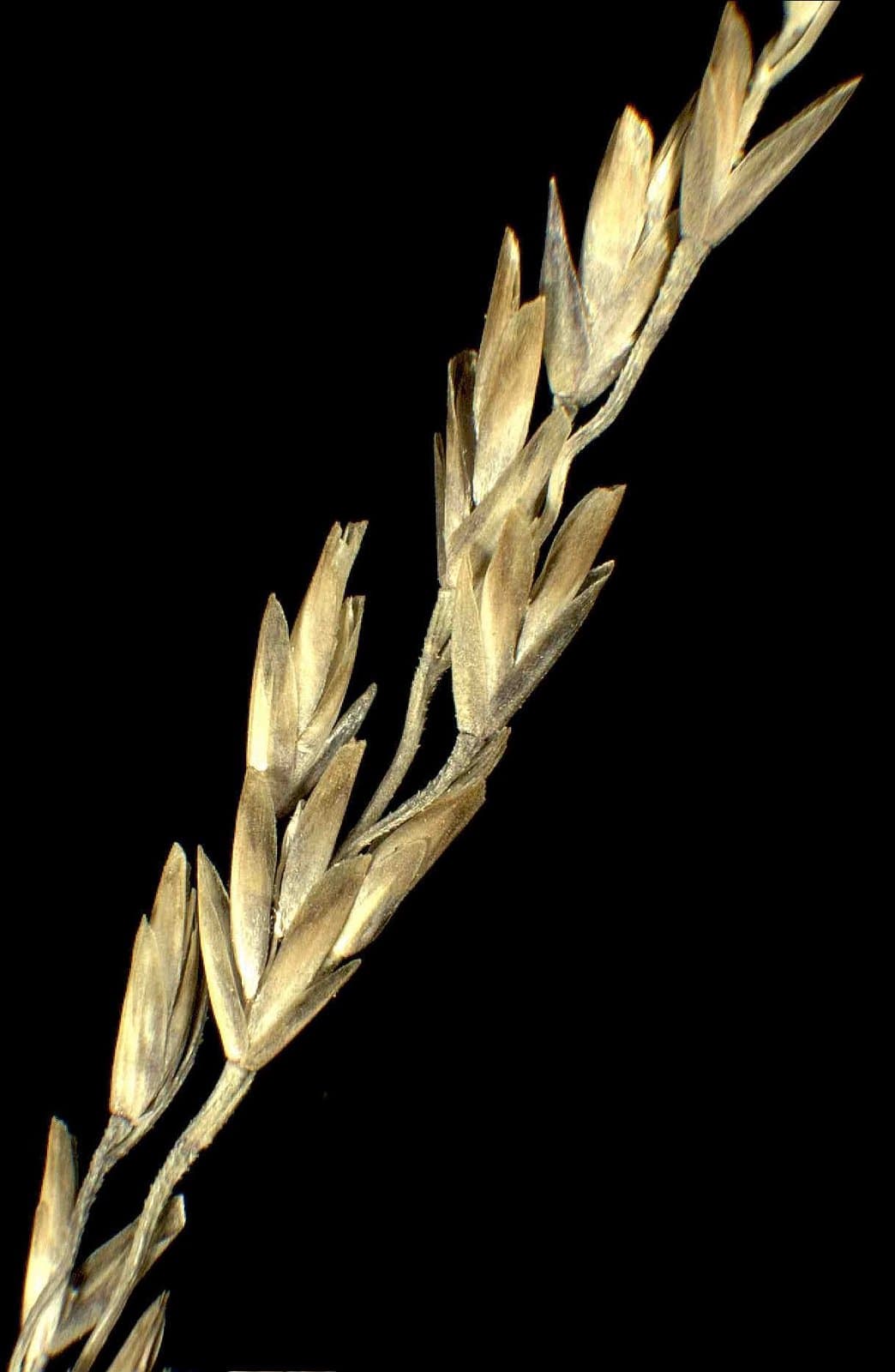 Puccinellia fasciculata (Torr.) E.P.Bicknell