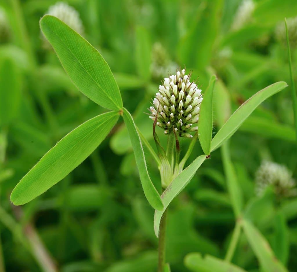 Trifolium squarrosum L.