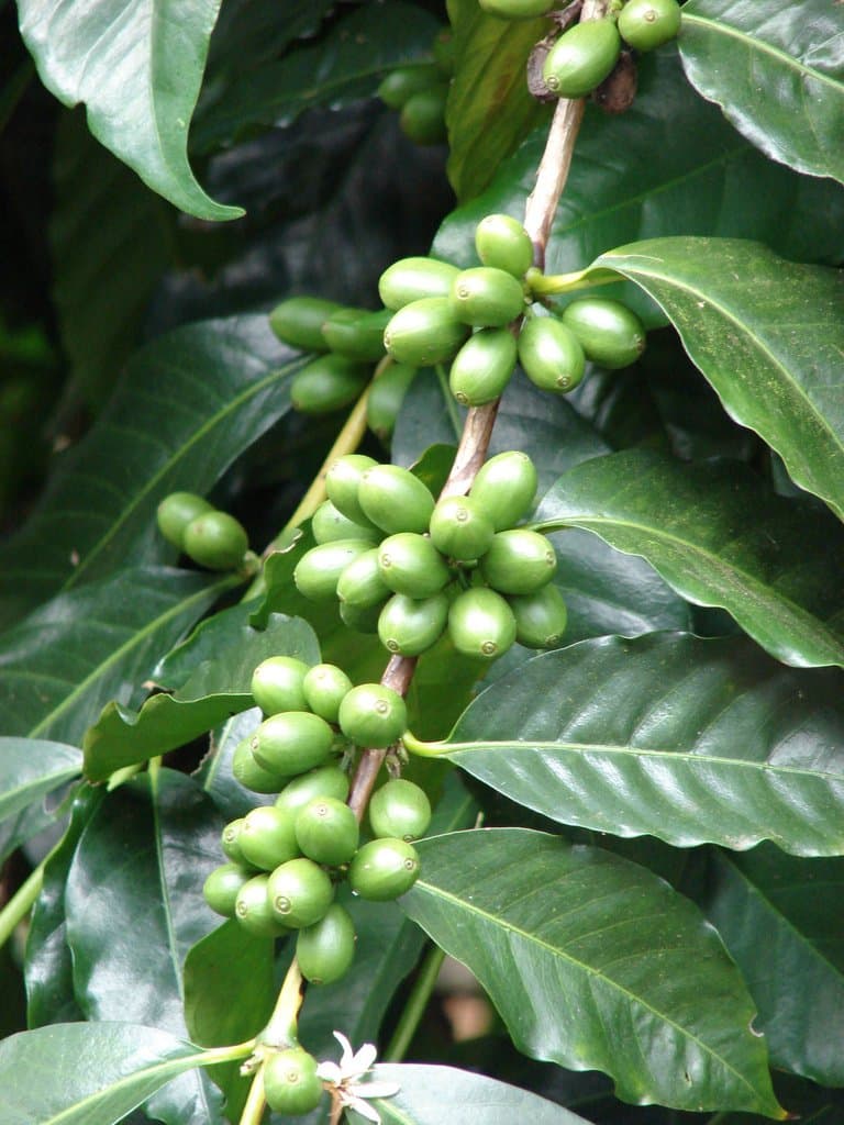 Coffea arabica L.