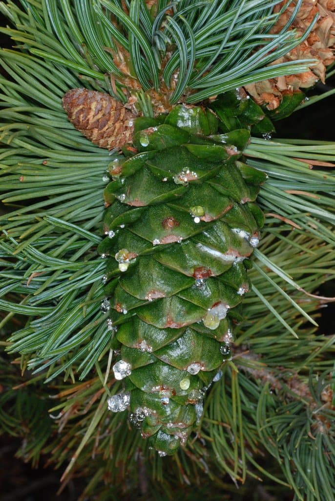 Pinus flexilis E.James