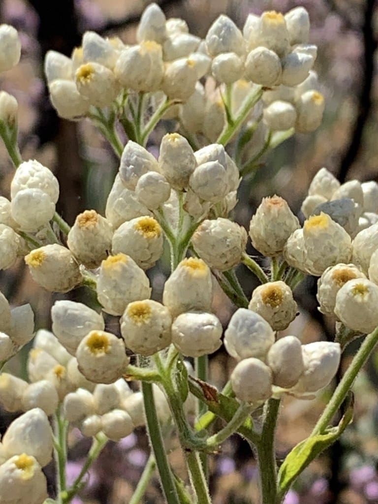 Pseudognaphalium californicum (DC.) Anderb.