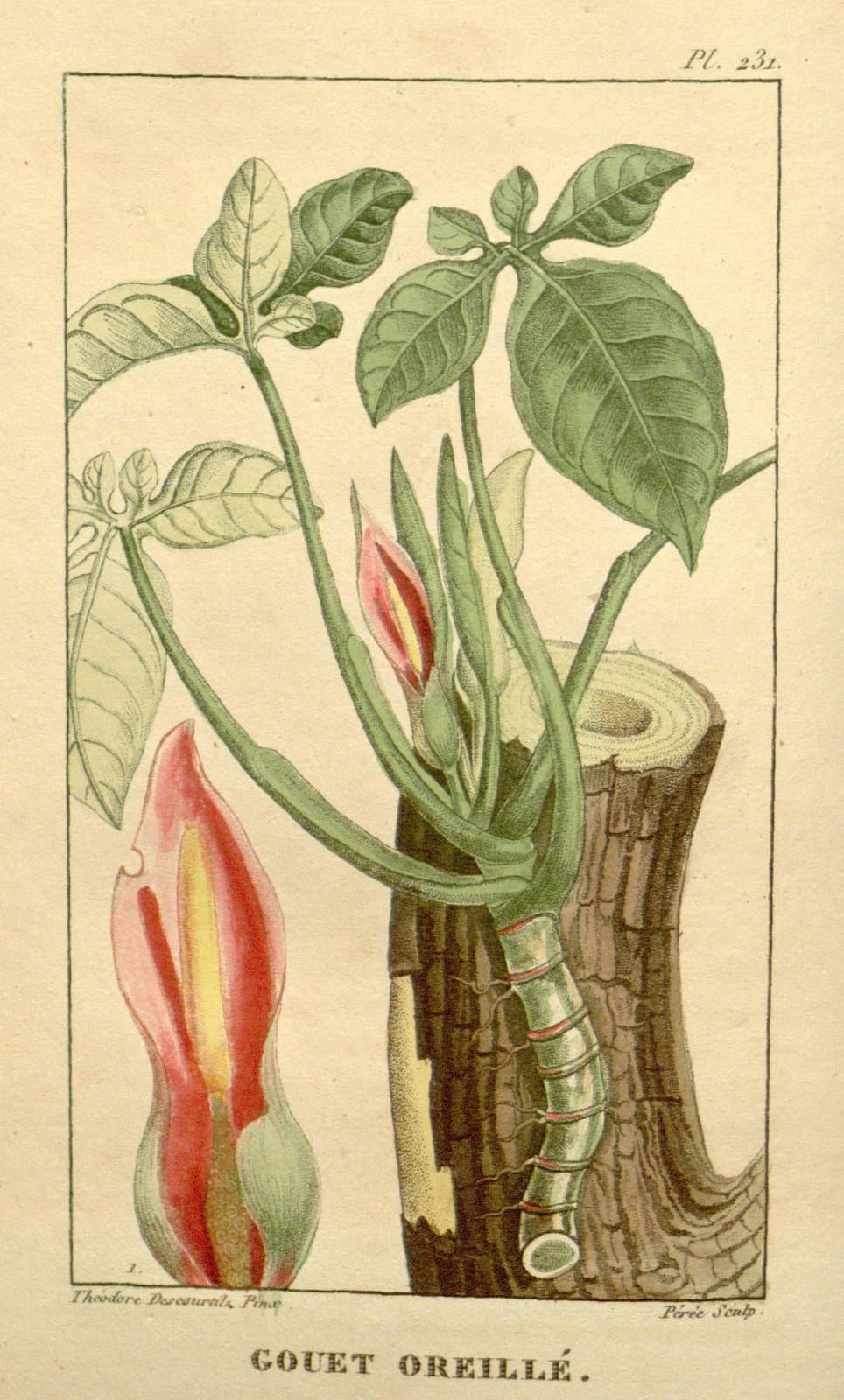 Syngonium auritum (L.) Schott