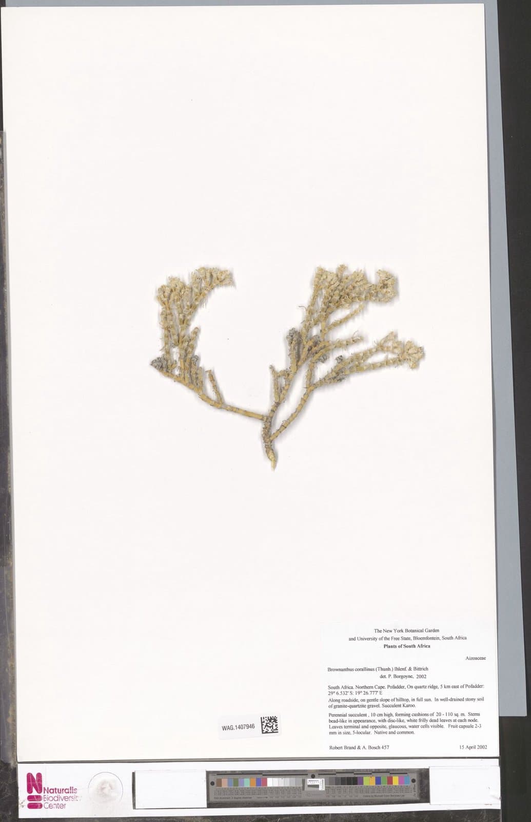 Mesembryanthemum corallinum Thunb.
