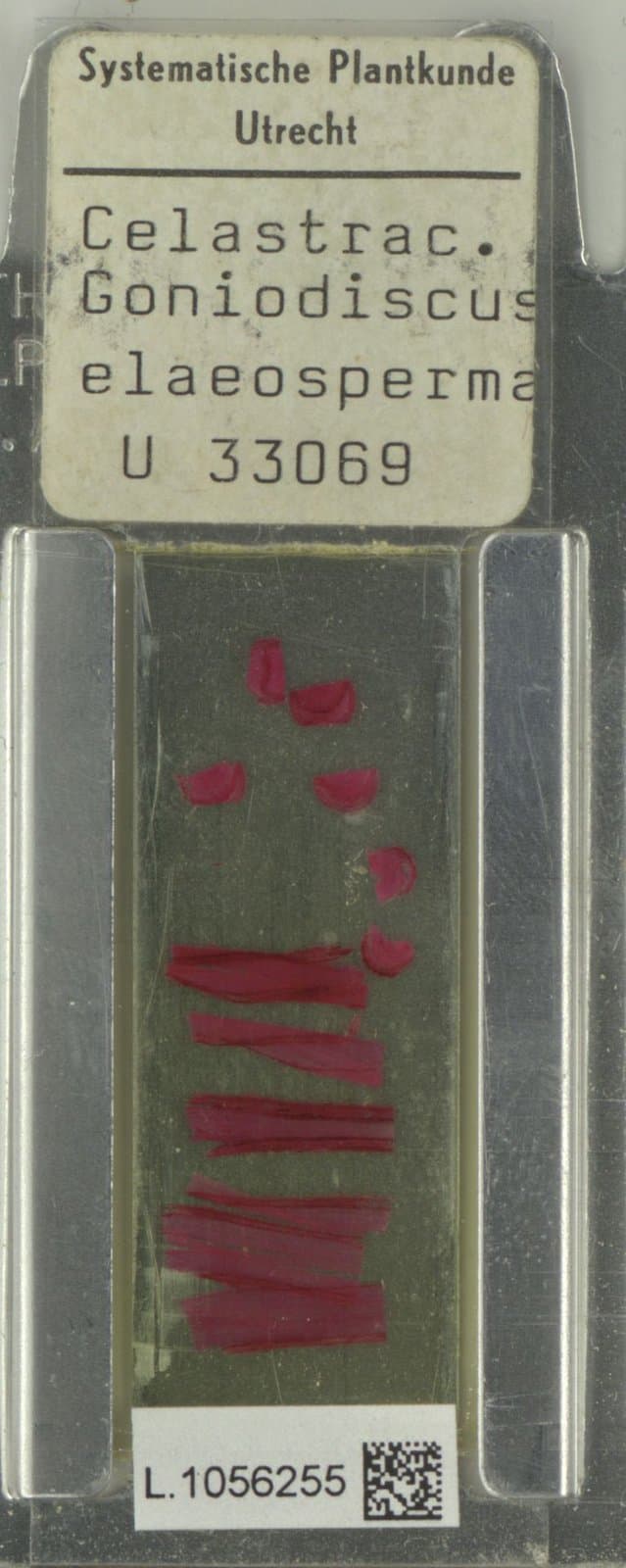 Goniodiscus elaeospermus Kuhlm.