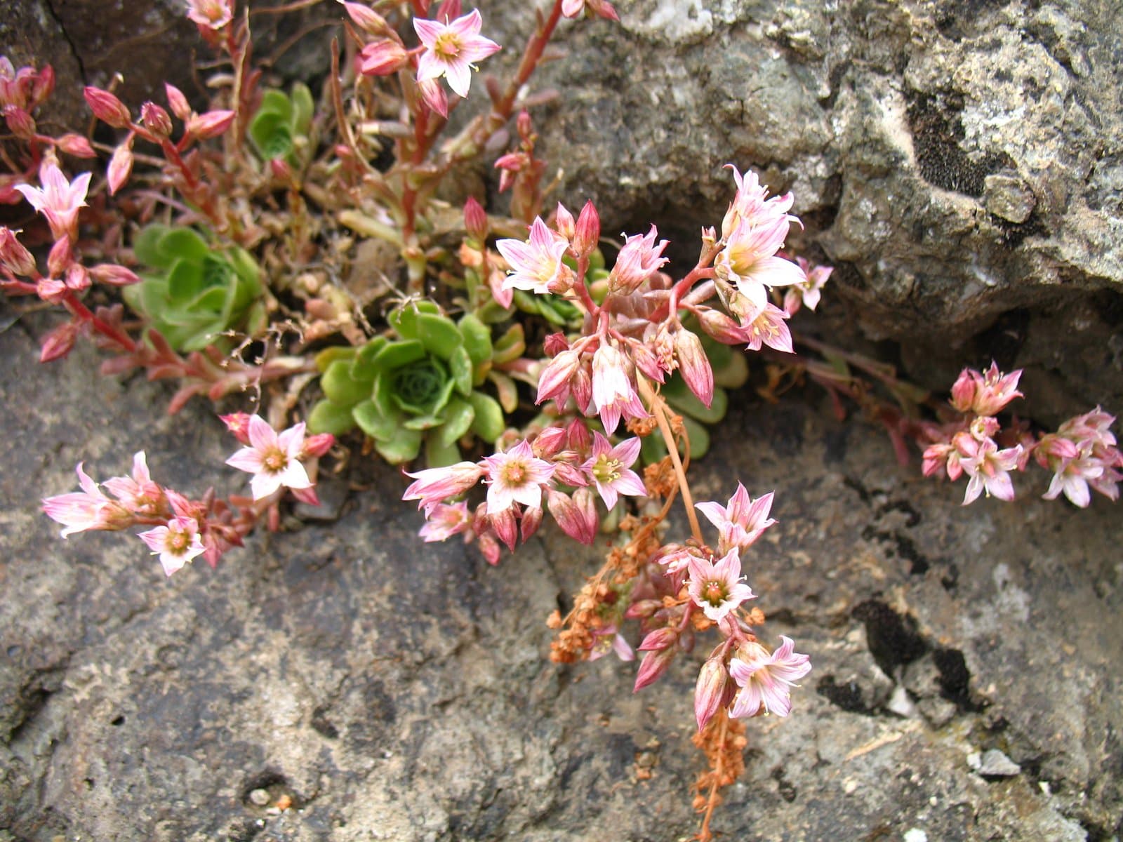 Sempervivum iranicum Bornm. & Gauba
