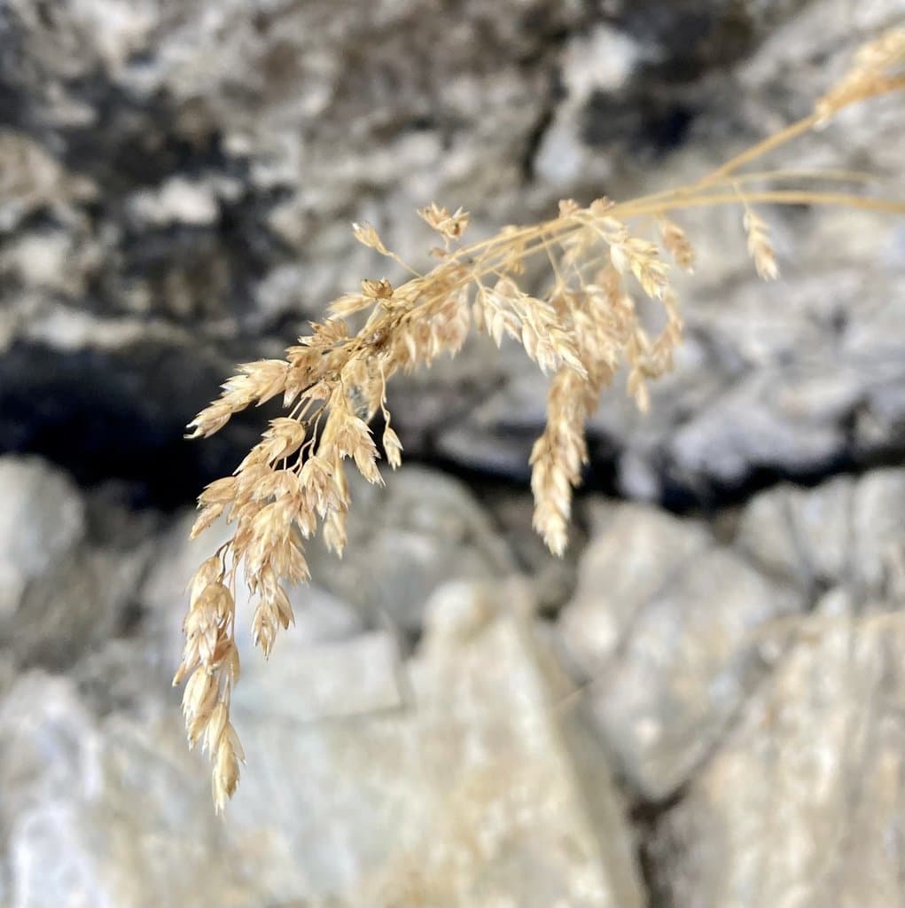 Poa cenisia All.