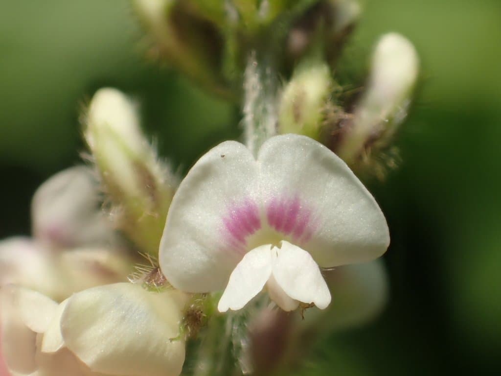 Neonotonia wightii (Wight & Arn.) J.A.Lackey